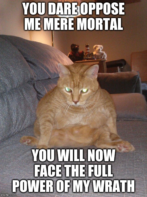 The all powerful fat cat | YOU DARE OPPOSE ME MERE MORTAL; YOU WILL NOW FACE THE FULL POWER OF MY WRATH | image tagged in fat cat | made w/ Imgflip meme maker