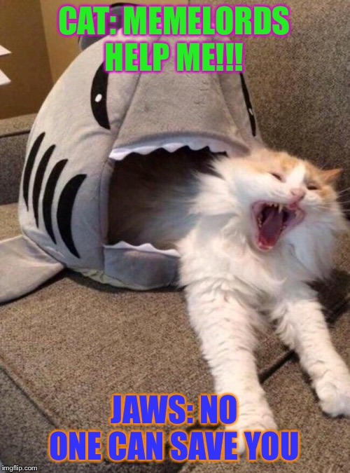 Jaws the Cat |  CAT: MEMELORDS HELP ME!!! JAWS: NO ONE CAN SAVE YOU | image tagged in jaws the cat | made w/ Imgflip meme maker