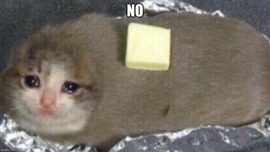 Potato cat | NO | image tagged in potato cat | made w/ Imgflip meme maker