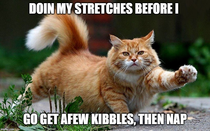 stretches | DOIN MY STRETCHES BEFORE I; GO GET AFEW KIBBLES, THEN NAP | image tagged in cat stretch,kibbles n nap,cat humor | made w/ Imgflip meme maker