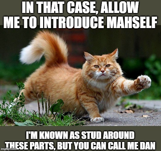 stud muffin | IN THAT CASE, ALLOW ME TO INTRODUCE MAHSELF I'M KNOWN AS STUD AROUND THESE PARTS, BUT YOU CAN CALL ME DAN | image tagged in horny cat,tomcat,pickup lines | made w/ Imgflip meme maker