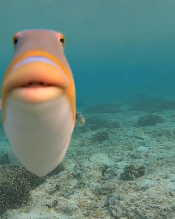 orange fish staring at camera Blank Meme Template