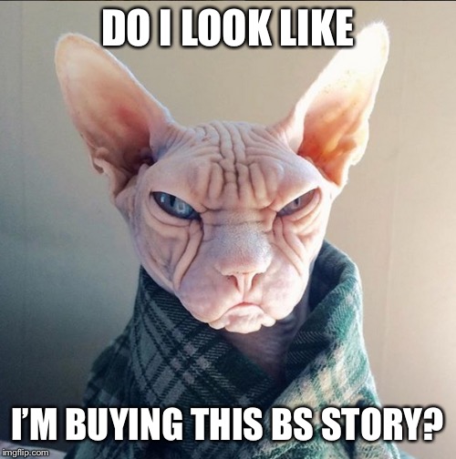 Old man cat | DO I LOOK LIKE; I’M BUYING THIS BS STORY? | image tagged in old man cat | made w/ Imgflip meme maker