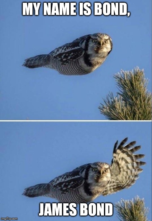 Greeting owl |  MY NAME IS BOND, JAMES BOND | image tagged in greeting owl | made w/ Imgflip meme maker