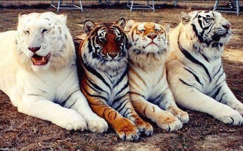 HYBRID BIG CATS | image tagged in hybrid big cats | made w/ Imgflip meme maker