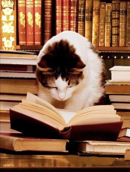 cat reading a book Blank Meme Template