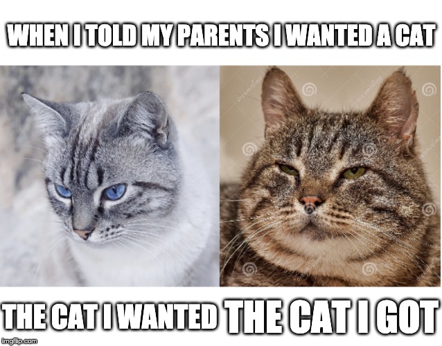Expectations VS Reality Cats (un-messed up) | WHEN I TOLD MY PARENTS I WANTED A CAT; THE CAT I WANTED; THE CAT I GOT | image tagged in expectations vs reality cats un-messed up | made w/ Imgflip meme maker