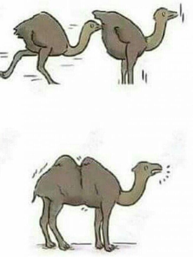 ostrich camel Blank Meme Template