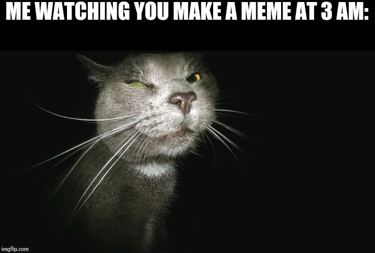 Stalker Cat | ME WATCHING YOU MAKE A MEME AT 3 AM: | image tagged in stalker cat | made w/ Imgflip meme maker