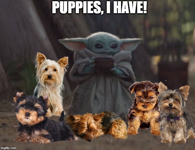 Baby yoda cup | PUPPIES, I HAVE! | image tagged in baby yoda cup | made w/ Imgflip meme maker