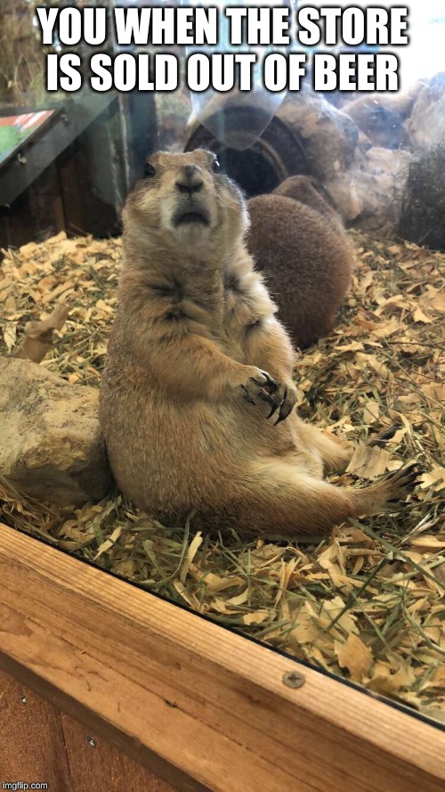 Prairie Dog | YOU WHEN THE STORE IS SOLD OUT OF BEER | image tagged in prairie dog | made w/ Imgflip meme maker