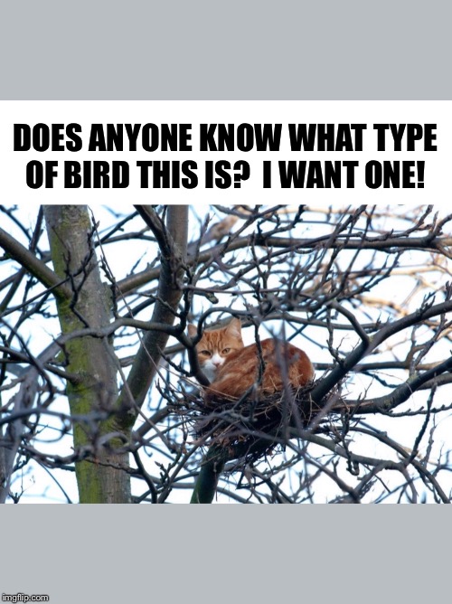 DOES ANYONE KNOW WHAT TYPE OF BIRD THIS IS?  I WANT ONE! | image tagged in cat bird,tree cat,cat in nest,bird cat | made w/ Imgflip meme maker