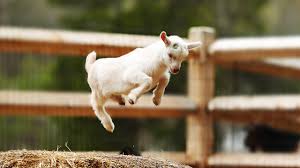 jump 4 joy goat Blank Meme Template