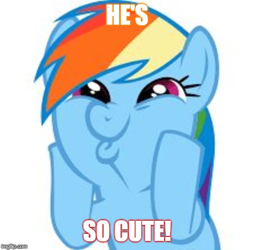 Rainbow Dash so awesome | HE'S; SO CUTE! | image tagged in rainbow dash so awesome | made w/ Imgflip meme maker