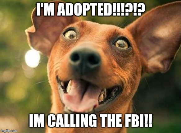 dog adopted | I'M ADOPTED!!!?!? IM CALLING THE FBI!! | image tagged in adopted | made w/ Imgflip meme maker
