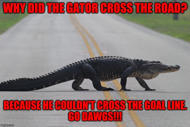 gator crossing road | WHY DID THE GATOR CROSS THE ROAD? BECAUSE HE COULDN'T CROSS THE GOAL LINE.
GO DAWGS!!! | image tagged in gator crossing road | made w/ Imgflip meme maker