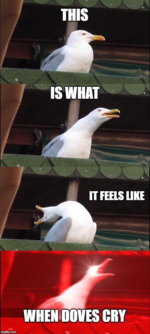 Seadove | THIS; IS WHAT; IT FEELS LIKE; WHEN DOVES CRY | image tagged in memes,inhaling seagull,prince,bird,80s music | made w/ Imgflip meme maker