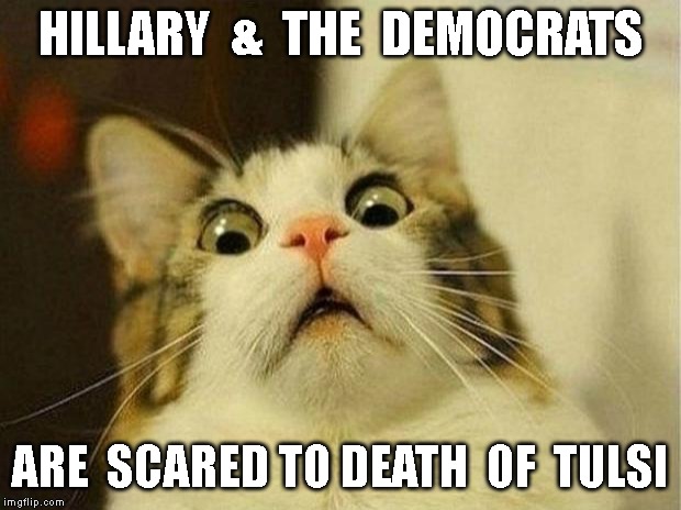 Scared Cat Meme | HILLARY  &  THE  DEMOCRATS; ARE  SCARED TO DEATH  OF  TULSI | image tagged in memes,scared cat | made w/ Imgflip meme maker