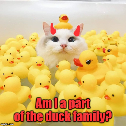 Am I a part of the duck family? | image tagged in cats,ducks,rubber ducks | made w/ Imgflip meme maker