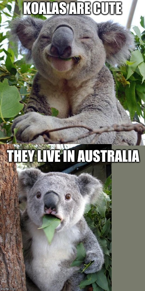 KOALAS ARE CUTE; THEY LIVE IN AUSTRALIA | image tagged in smiling koala | made w/ Imgflip meme maker