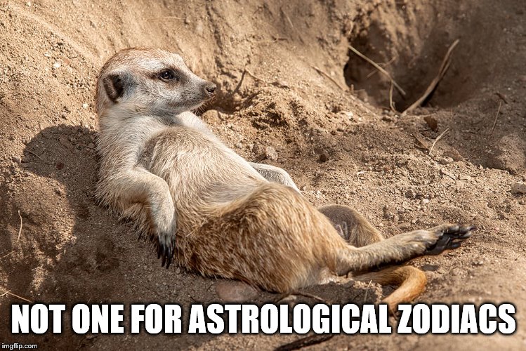 Reclining Meerkat | NOT ONE FOR ASTROLOGICAL ZODIACS | image tagged in reclining meerkat | made w/ Imgflip meme maker