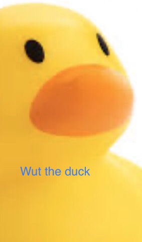 Wut the duck Blank Meme Template