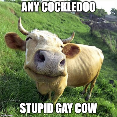funny cow | ANY COCKLEDOO STUPID GAY COW | image tagged in funny cow | made w/ Imgflip meme maker