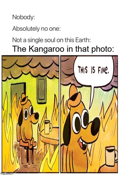 The Kangaroo in that photo: | made w/ Imgflip meme maker