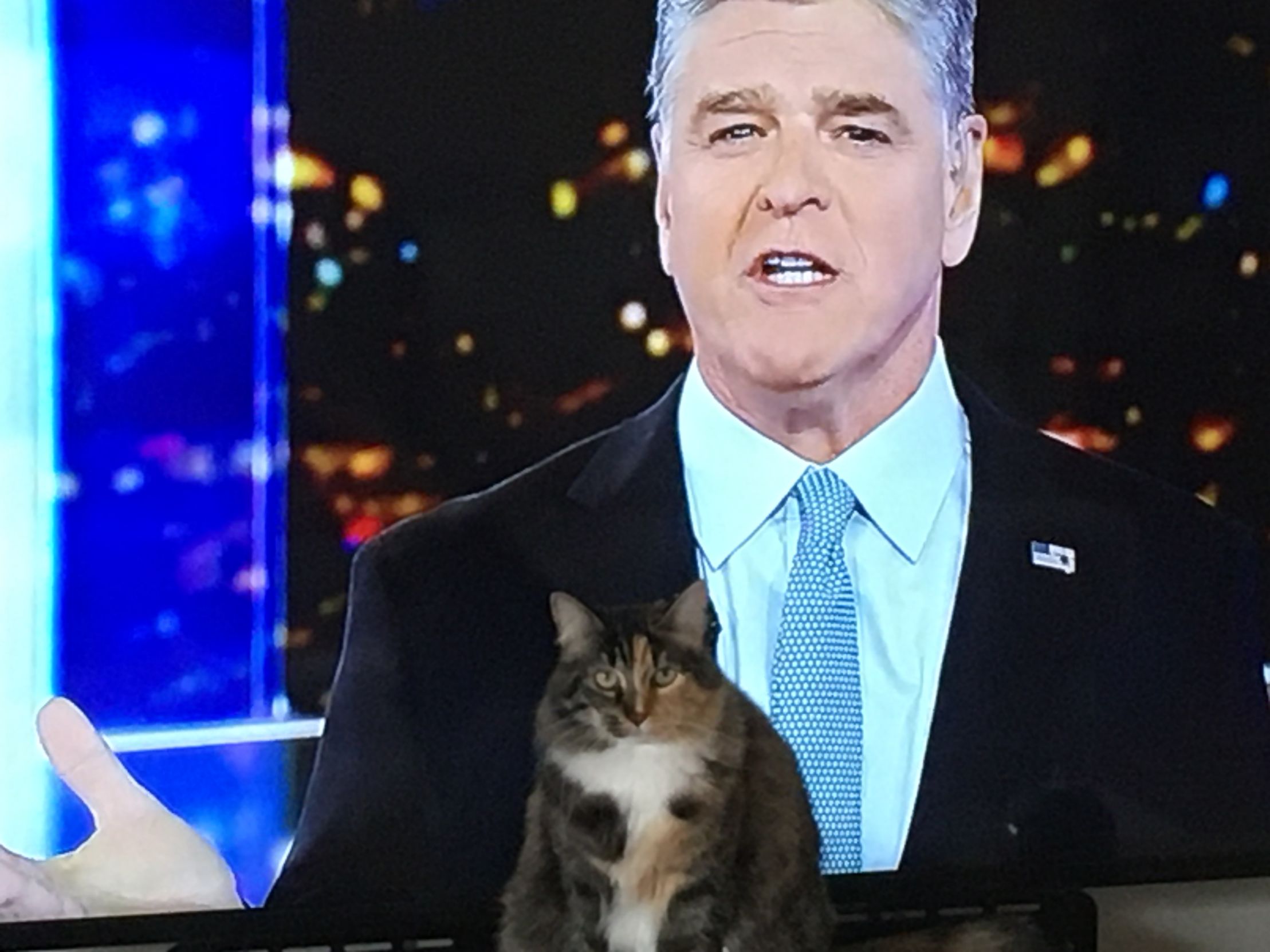 Cat Hannity Blank Meme Template