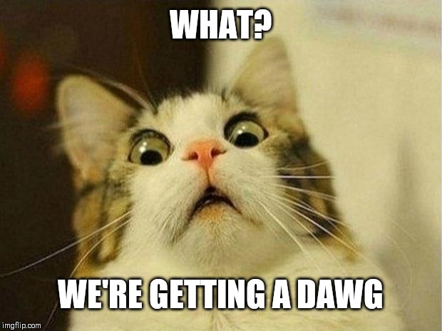 Scared Cat Meme | WHAT? WE'RE GETTING A DAWG | image tagged in memes,scared cat | made w/ Imgflip meme maker