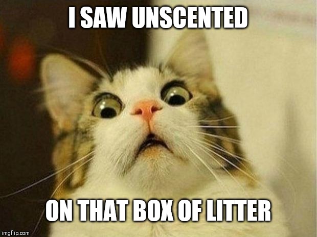 Scared Cat Meme | I SAW UNSCENTED; ON THAT BOX OF LITTER | image tagged in memes,scared cat | made w/ Imgflip meme maker