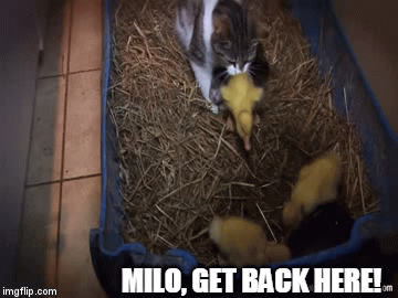LAY DOWN WITH YOUR SIBLINGS | MILO, GET BACK HERE! | image tagged in gifs,ducks,cats | made w/ Imgflip video-to-gif maker
