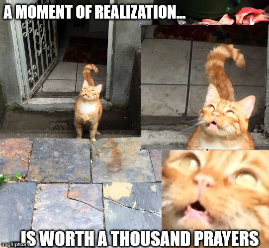 That Moment | A MOMENT OF REALIZATION... ...IS WORTH A THOUSAND PRAYERS | image tagged in cats,philosophy,philosoraptor,life,i wonder | made w/ Imgflip meme maker