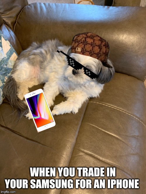 WHEN YOU TRADE IN YOUR SAMSUNG FOR AN IPHONE | image tagged in dogs | made w/ Imgflip meme maker