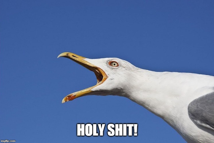 Sea Gull | HOLY SHIT! | image tagged in sea gull | made w/ Imgflip meme maker