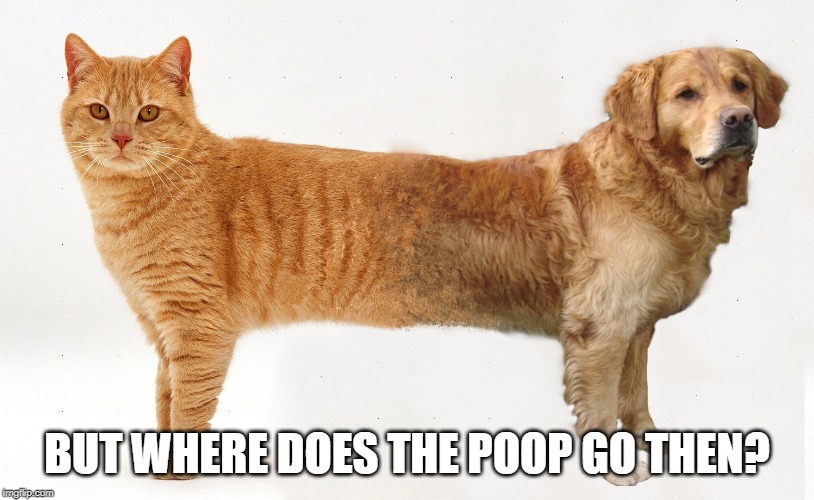 BUT WHERE DOES THE POOP GO THEN? | image tagged in cats,catdog | made w/ Imgflip meme maker