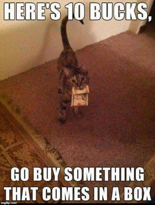 jonesing for a box | image tagged in cat humor,box,ten bucks | made w/ Imgflip meme maker