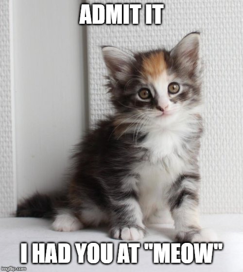 had you at meow | ADMIT IT; I HAD YOU AT "MEOW" | image tagged in cute litten,meow,cat humor | made w/ Imgflip meme maker
