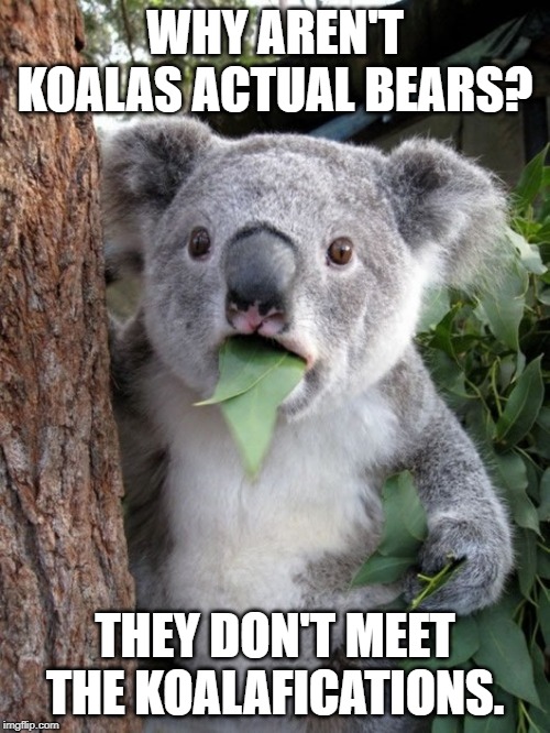kola | WHY AREN'T KOALAS ACTUAL BEARS? THEY DON'T MEET THE KOALAFICATIONS. | image tagged in kola | made w/ Imgflip meme maker