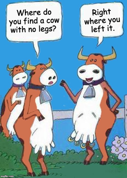 Cows chatting | Right where you left it. Where do you find a cow with no legs? | image tagged in funny | made w/ Imgflip meme maker