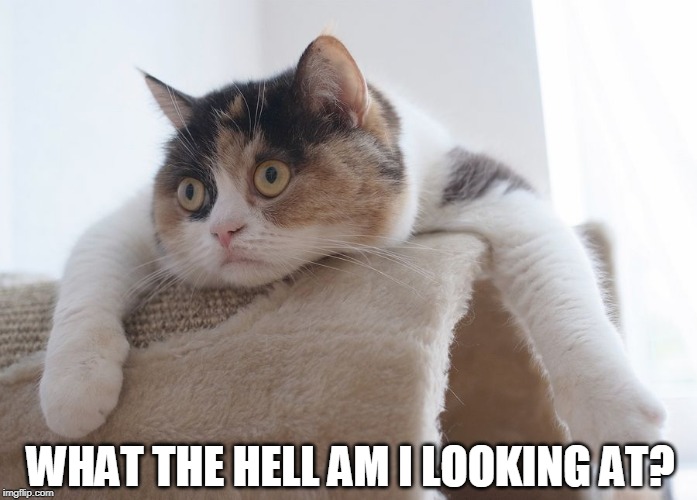 IT HAS HER PETRIFIED | WHAT THE HELL AM I LOOKING AT? | image tagged in cats,funny cats,cute cat | made w/ Imgflip meme maker