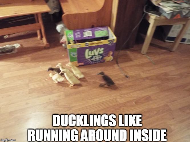 DUCKLINGS LIKE RUNNING AROUND INSIDE | image tagged in ducks,duckling | made w/ Imgflip meme maker