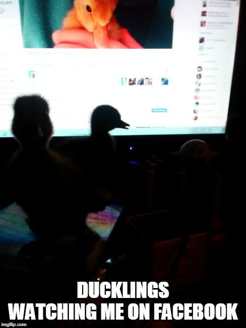 DUCKLINGS WATCHING ME ON FACEBOOK | image tagged in ducks,duckling | made w/ Imgflip meme maker