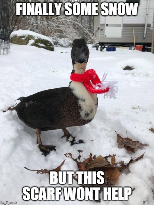 FINALLY SOME SNOW; BUT THIS SCARF WONT HELP | image tagged in duck,snow | made w/ Imgflip meme maker