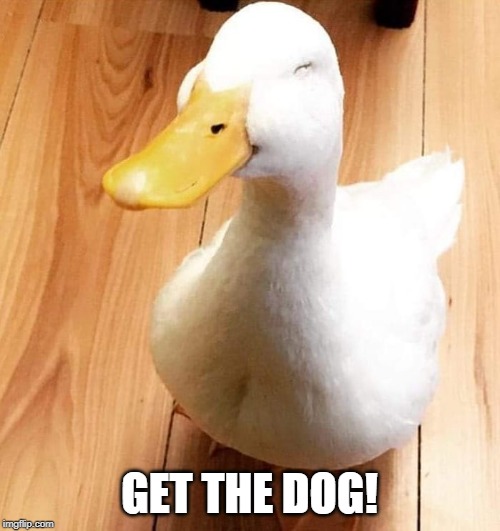 SMILE DUCK | GET THE DOG! | image tagged in smile duck | made w/ Imgflip meme maker