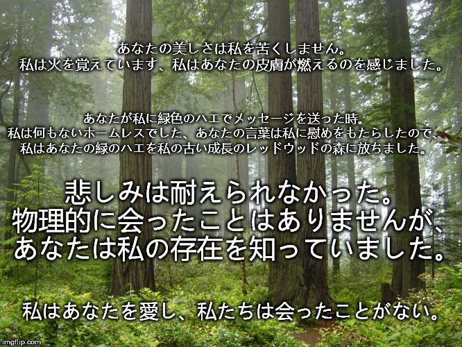 あなたの美しさは私を苦くしません。
私は火を覚えています、私はあなたの皮膚が燃えるのを感じました。; あなたが私に緑色のハエでメッセージを送った時。
私は何もないホームレスでした、あなたの言葉は私に慰めをもたらしたので、
私はあなたの緑のハエを私の古い成長のレッドウッドの森に放ちました。; 悲しみは耐えられなかった。
物理的に会ったことはありませんが、
あなたは私の存在を知っていました。; 私はあなたを愛し、私たちは会ったことがない。 | image tagged in love | made w/ Imgflip meme maker