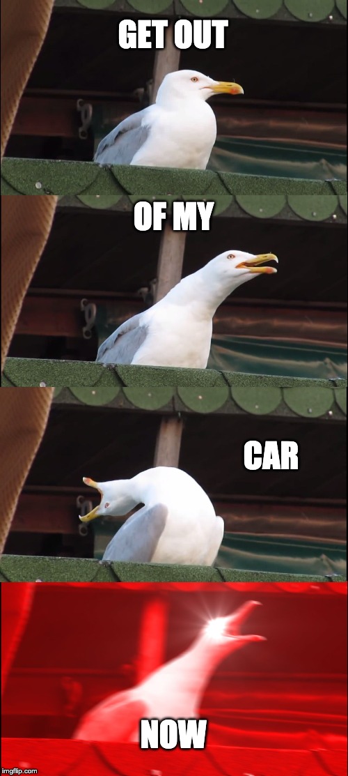Inhaling Seagull | GET OUT; OF MY; CAR; NOW | image tagged in memes,inhaling seagull | made w/ Imgflip meme maker