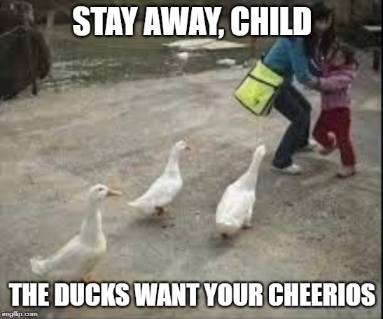 STAY AWAY, CHILD; THE DUCKS WANT YOUR CHEERIOS | image tagged in cheerios,funny,memes,child,ducks | made w/ Imgflip meme maker
