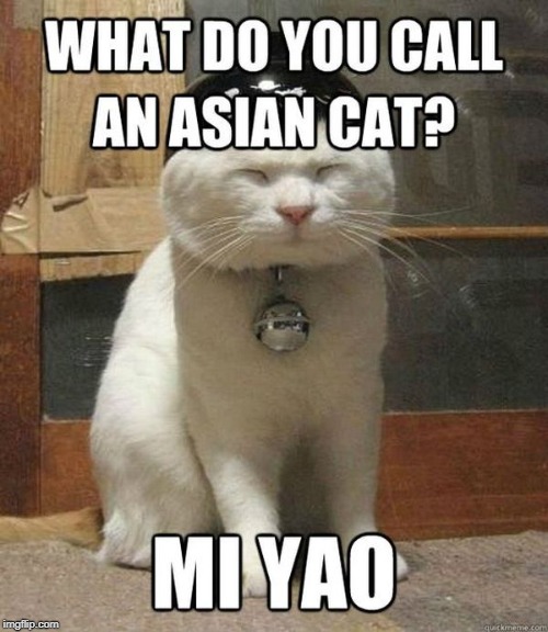 asian cat | image tagged in cat humor,asian cat,meow | made w/ Imgflip meme maker