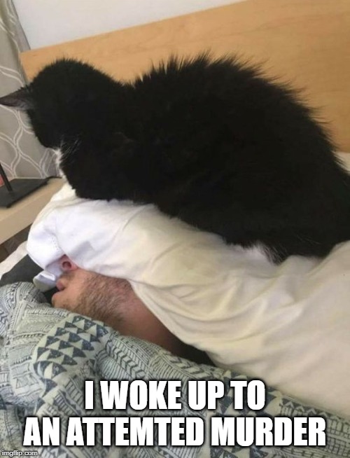attempted murder | I WOKE UP TO AN ATTEMTED MURDER | image tagged in cat fun,attempted murder,cat on pillow | made w/ Imgflip meme maker